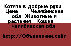 Котята в добрые руки › Цена ­ 1 - Челябинская обл. Животные и растения » Кошки   . Челябинская обл.